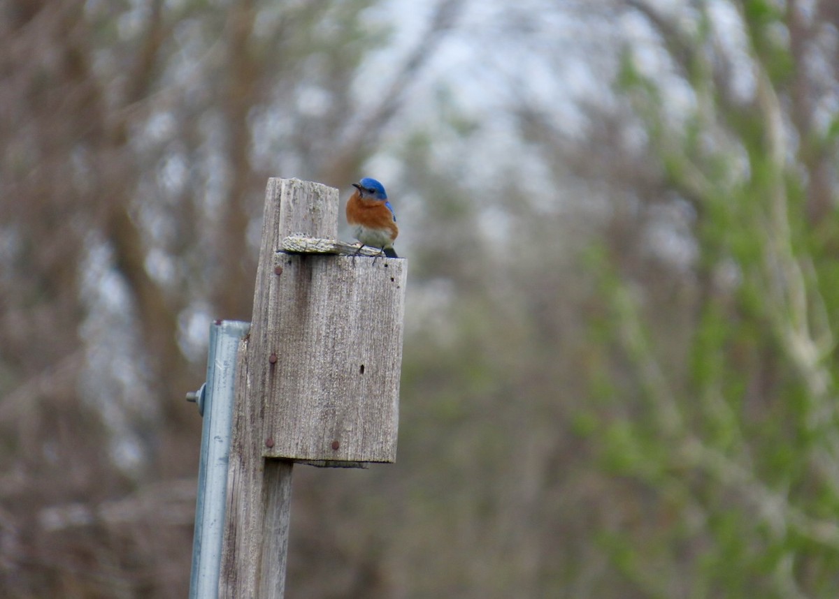 Eastern Bluebird - ML635818358