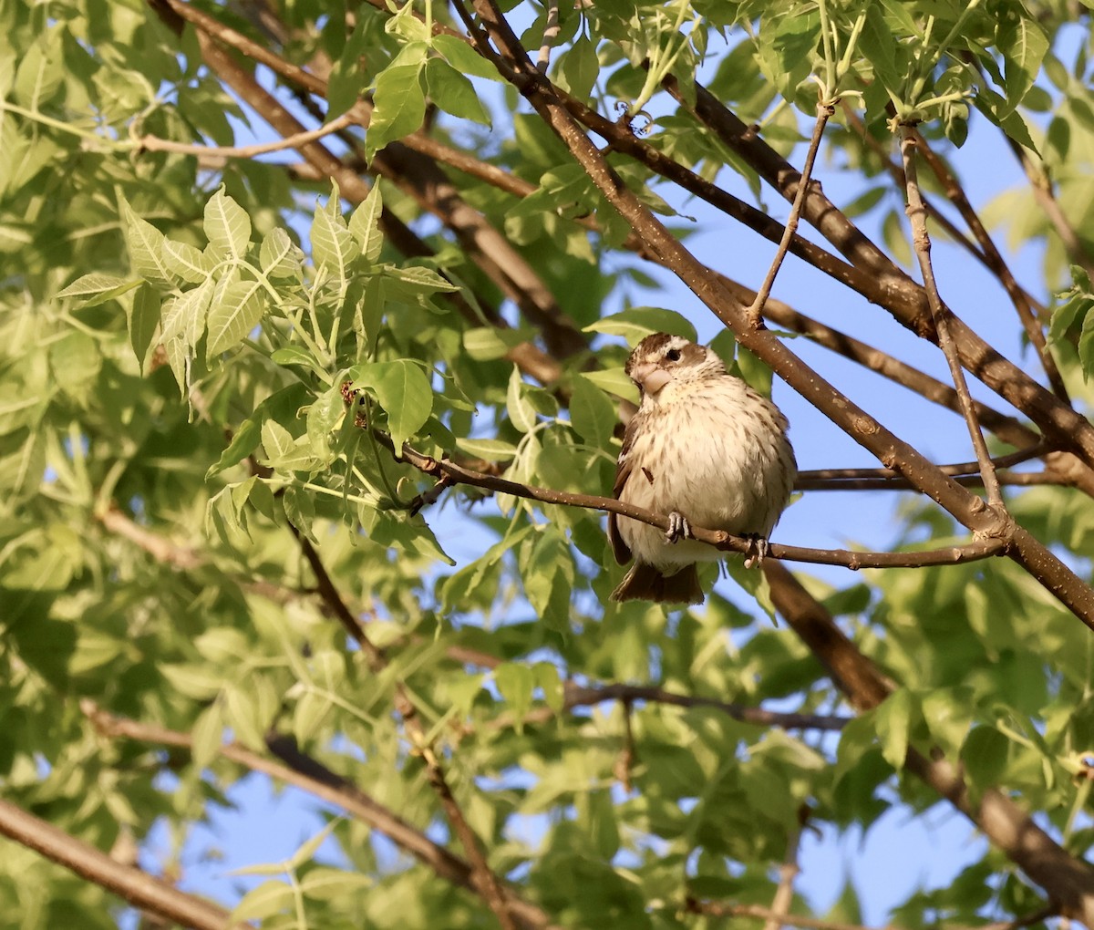 Rose-breasted Grosbeak - ML635818360