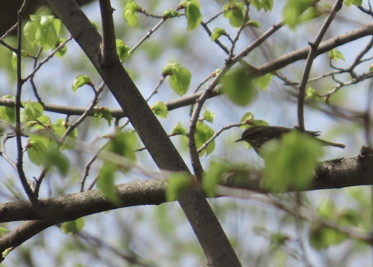 Northern Waterthrush - ML635818374