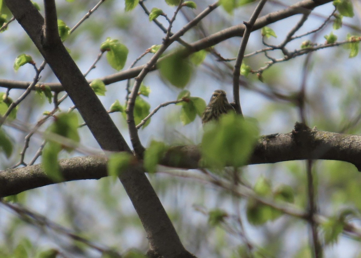 Northern Waterthrush - ML635818375
