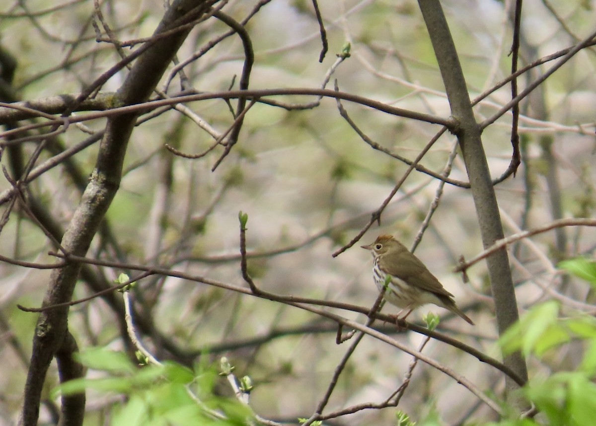 Ovenbird - ML635818382