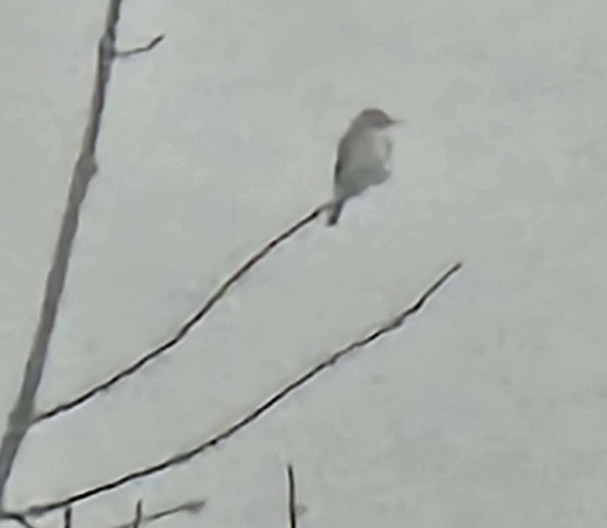 Willow Flycatcher - ML635818432