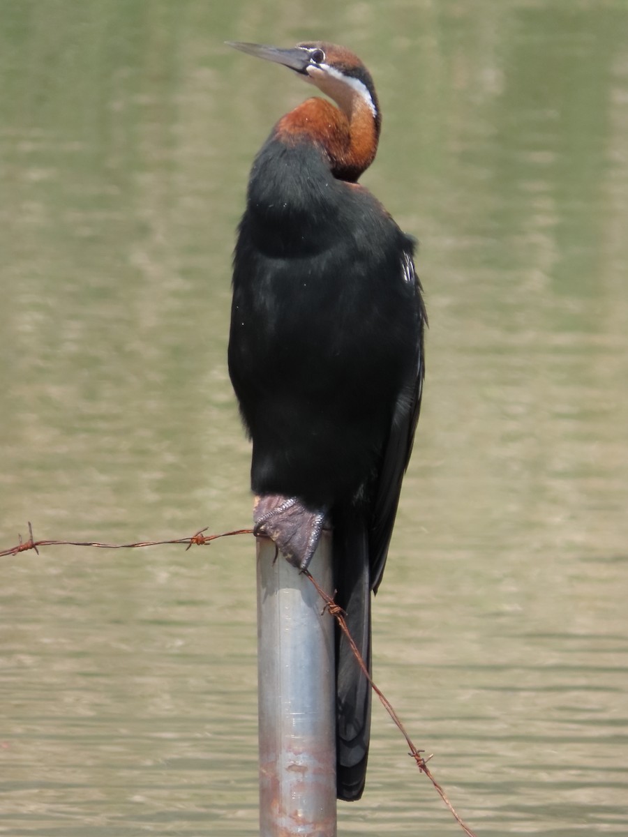 African Darter - ML635818443