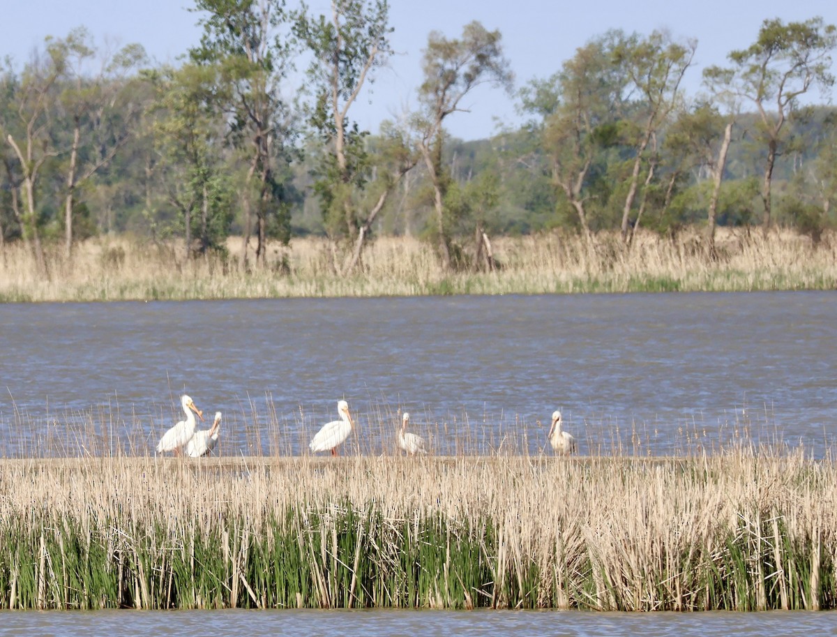 American White Pelican - ML635818466