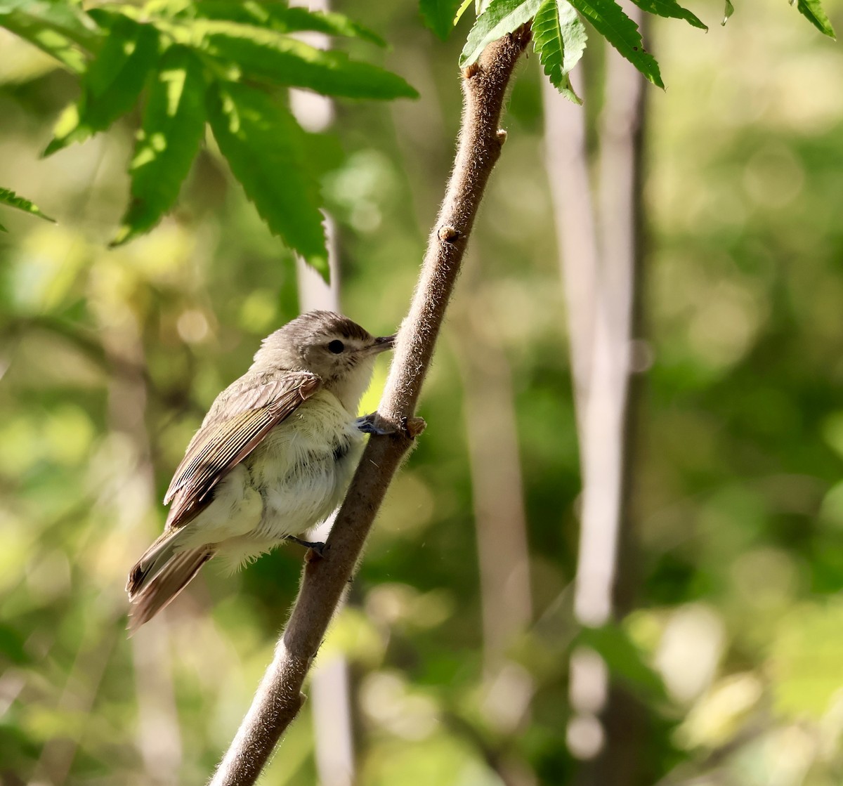 Eastern Warbling Vireo - ML635818491