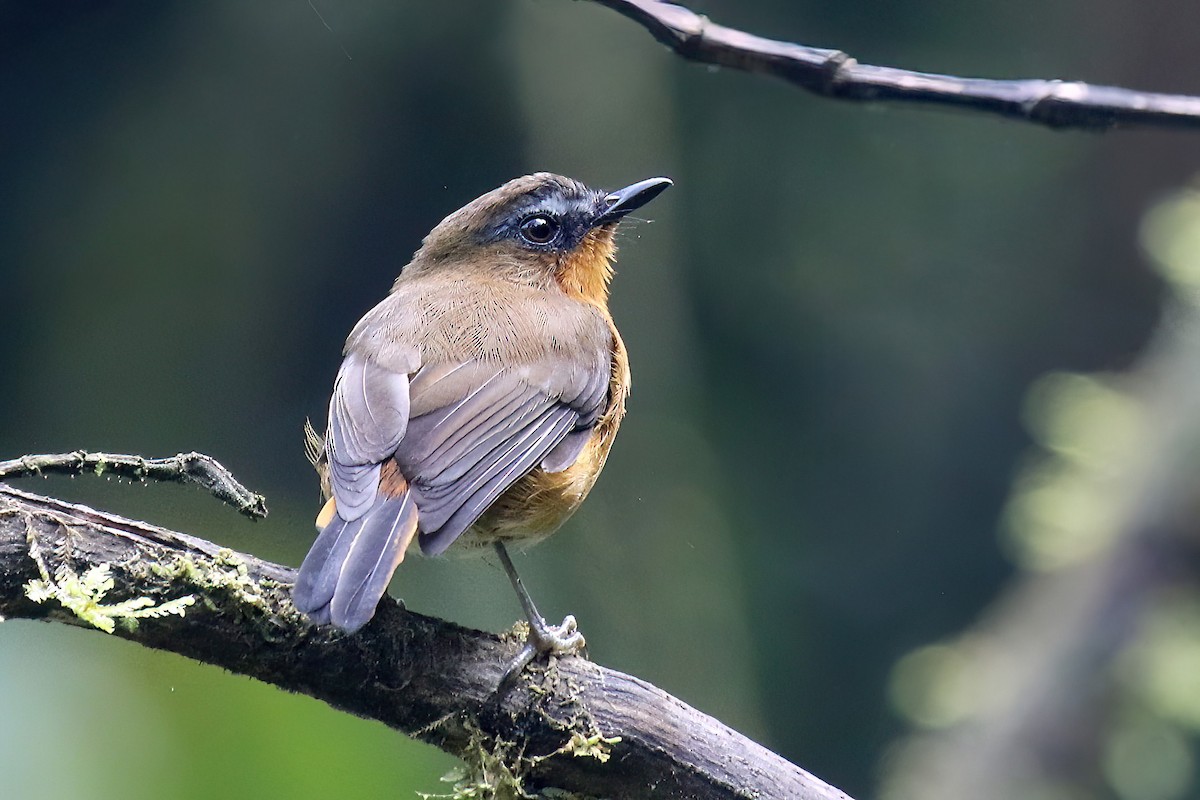 White-bellied Robin-Chat (Albertine) - ML635818498