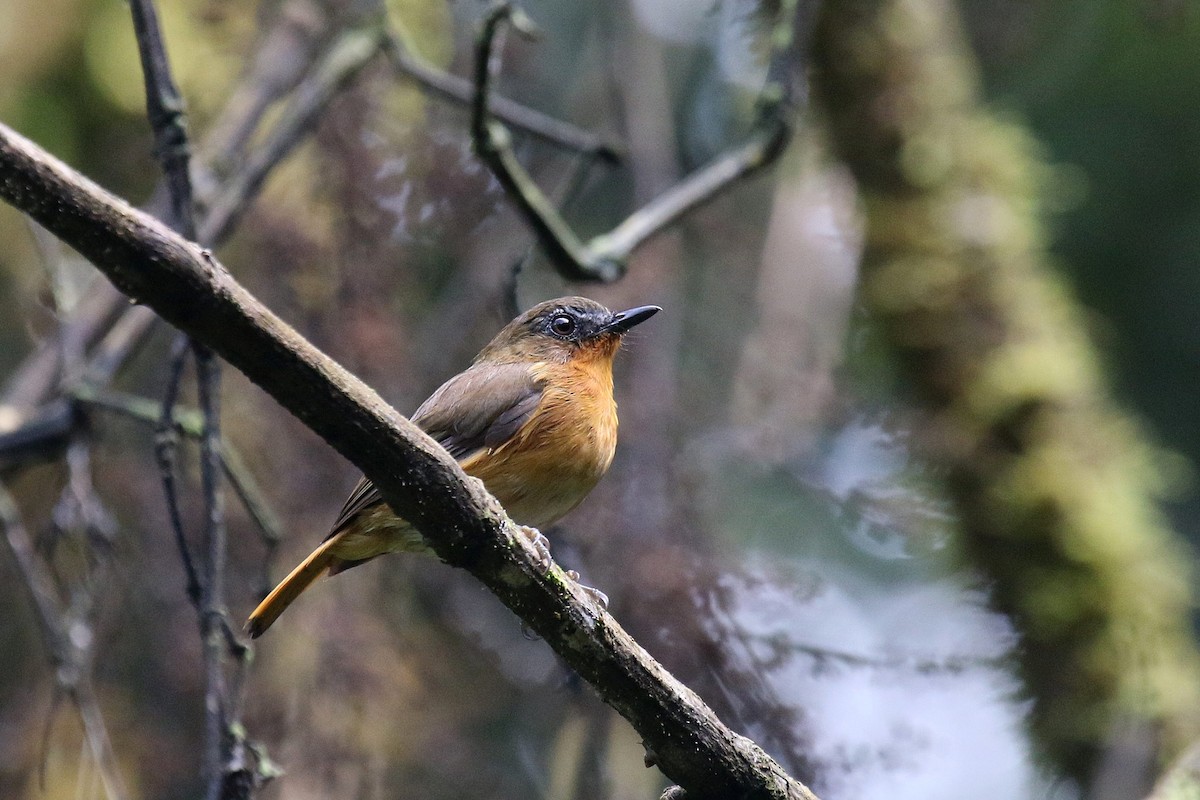 White-bellied Robin-Chat (Albertine) - ML635818499