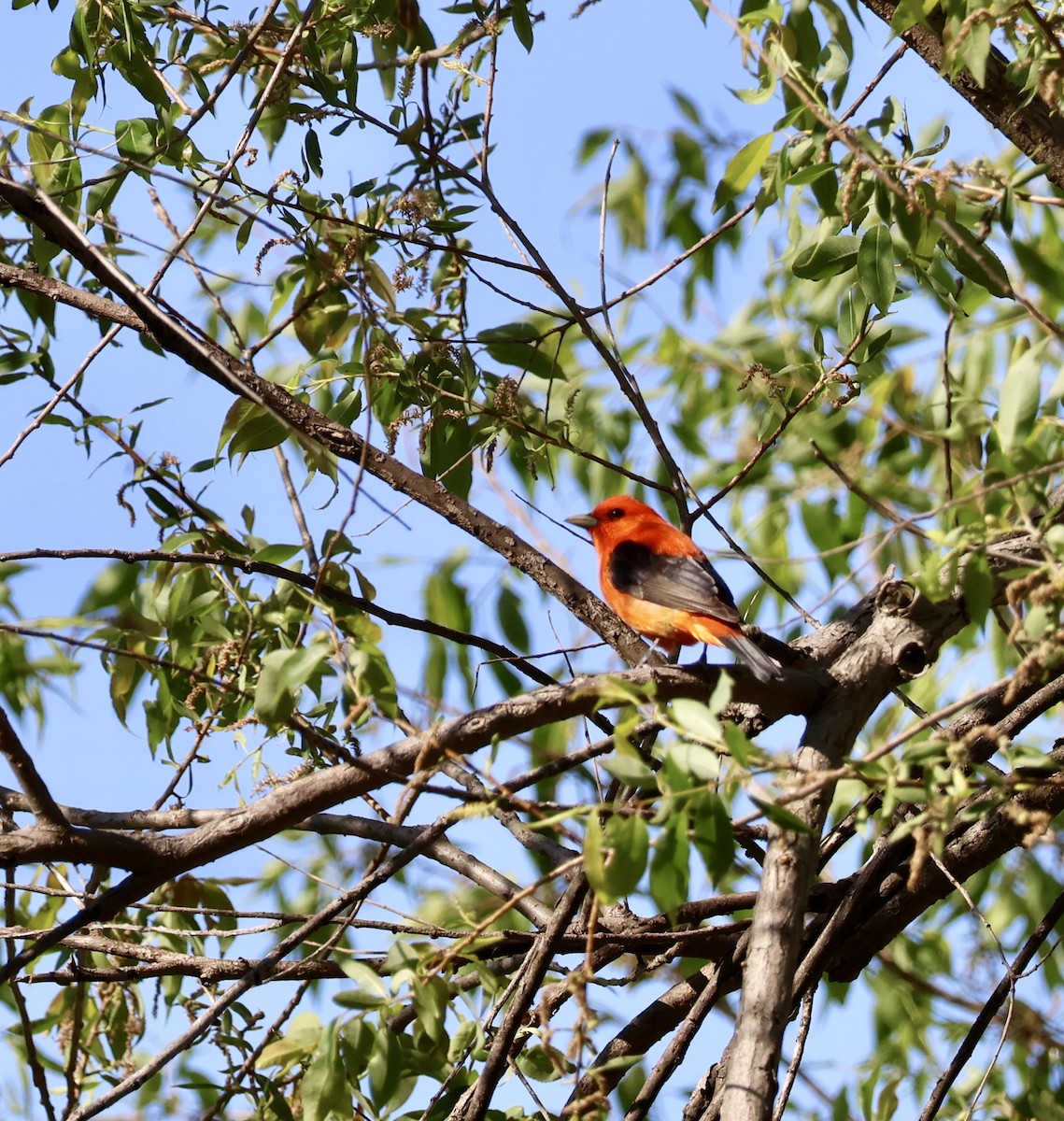 Scarlet Tanager - ML635818534