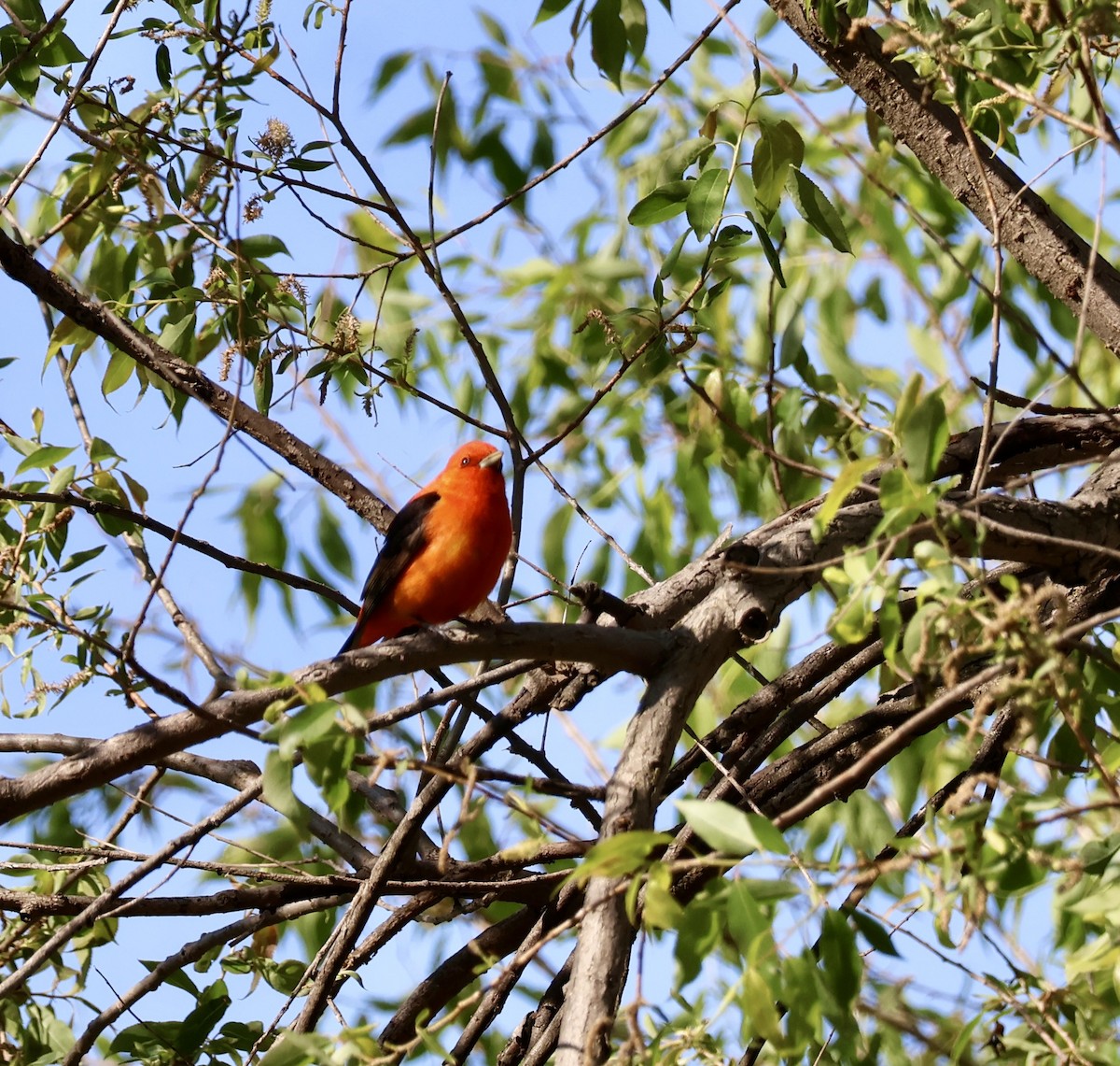 Scarlet Tanager - ML635818535