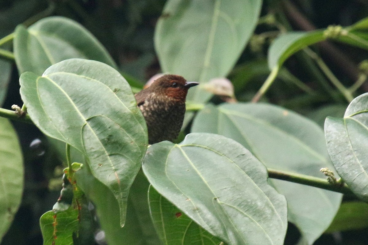 Jameson's Antpecker - ML635818539
