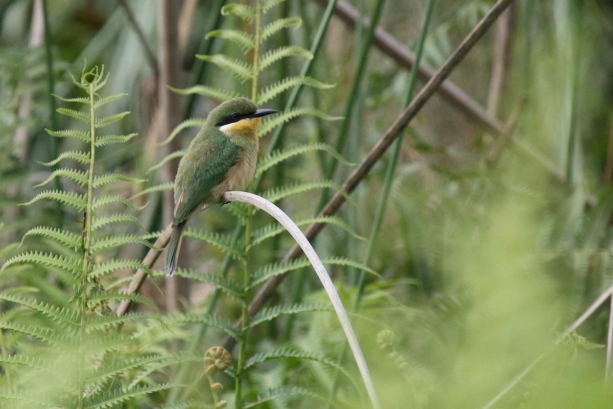 Blue-breasted Bee-eater - ML635818595