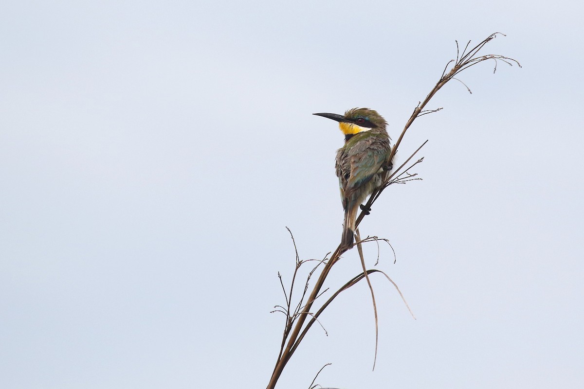Blue-breasted Bee-eater - ML635818596
