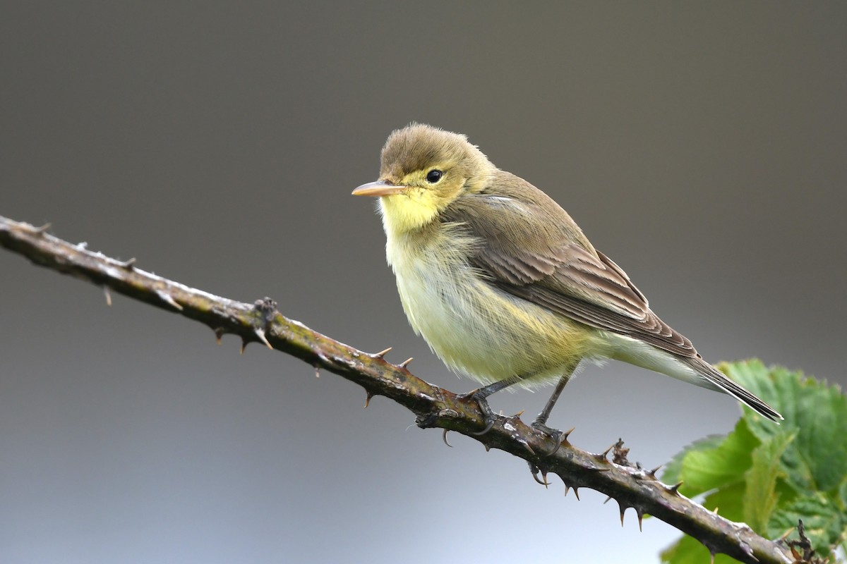 Melodious Warbler - ML635818620