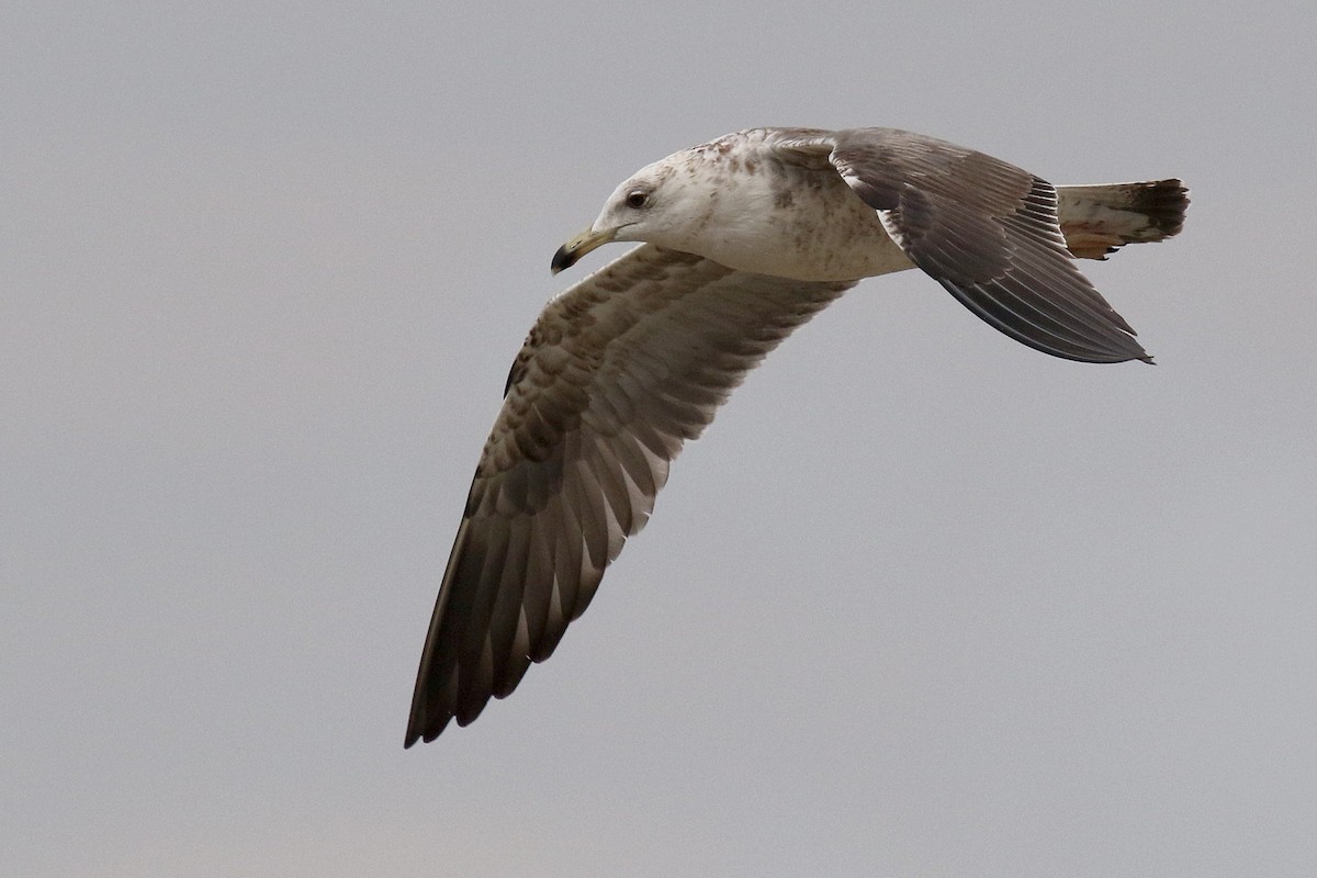 Lesser Black-backed Gull (fuscus) - ML635818769