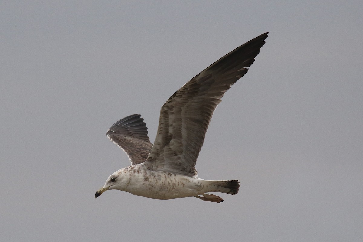 Lesser Black-backed Gull (fuscus) - ML635818770