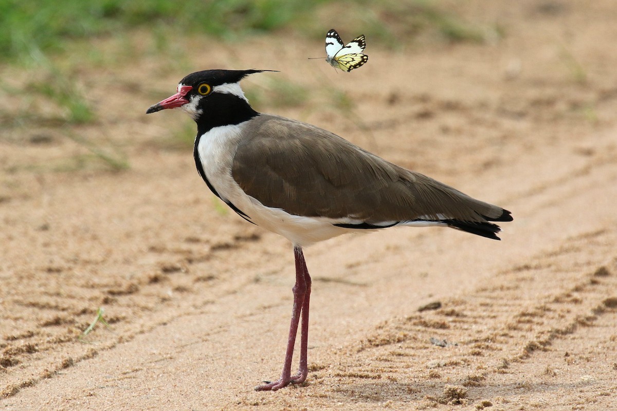 Black-headed Lapwing - ML635818824