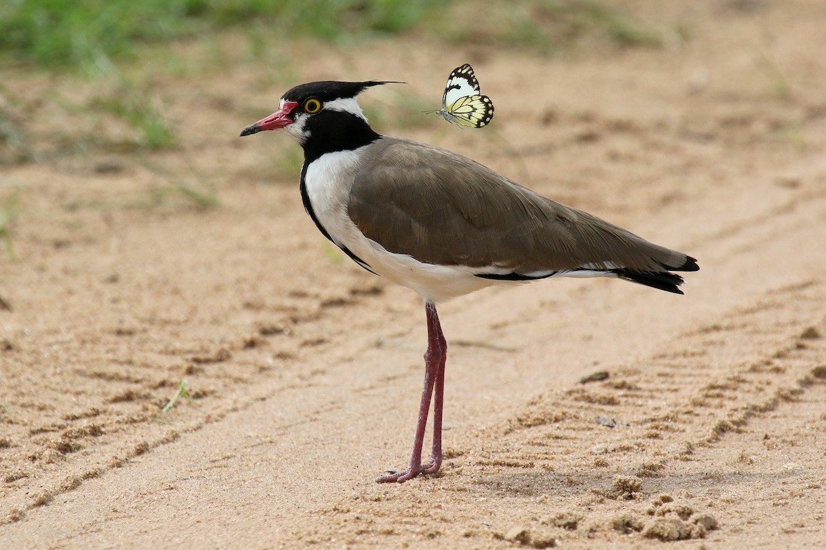 Black-headed Lapwing - ML635818825