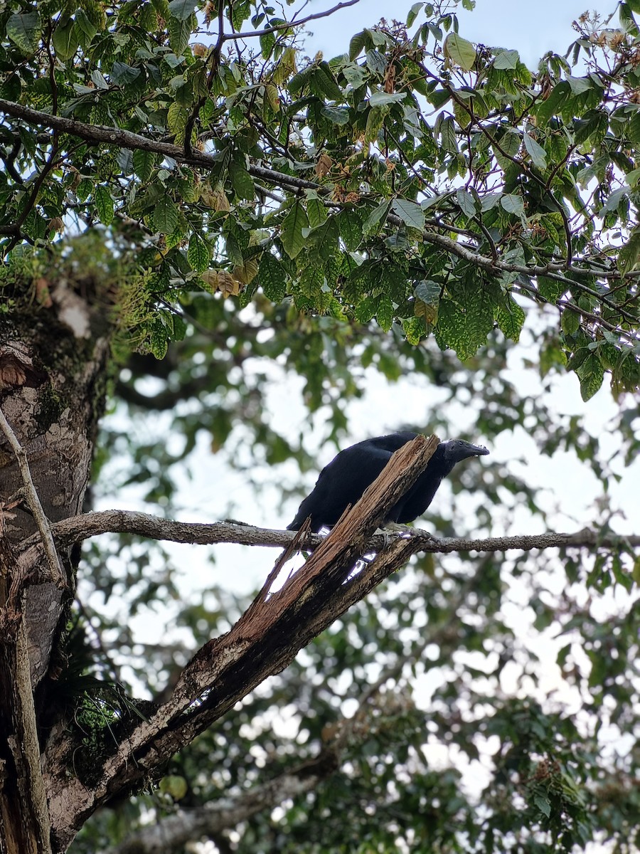 Black Vulture - ML635818927