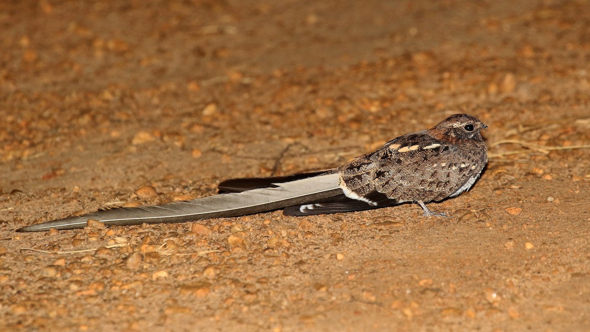 Pennant-winged Nightjar - ML635818934