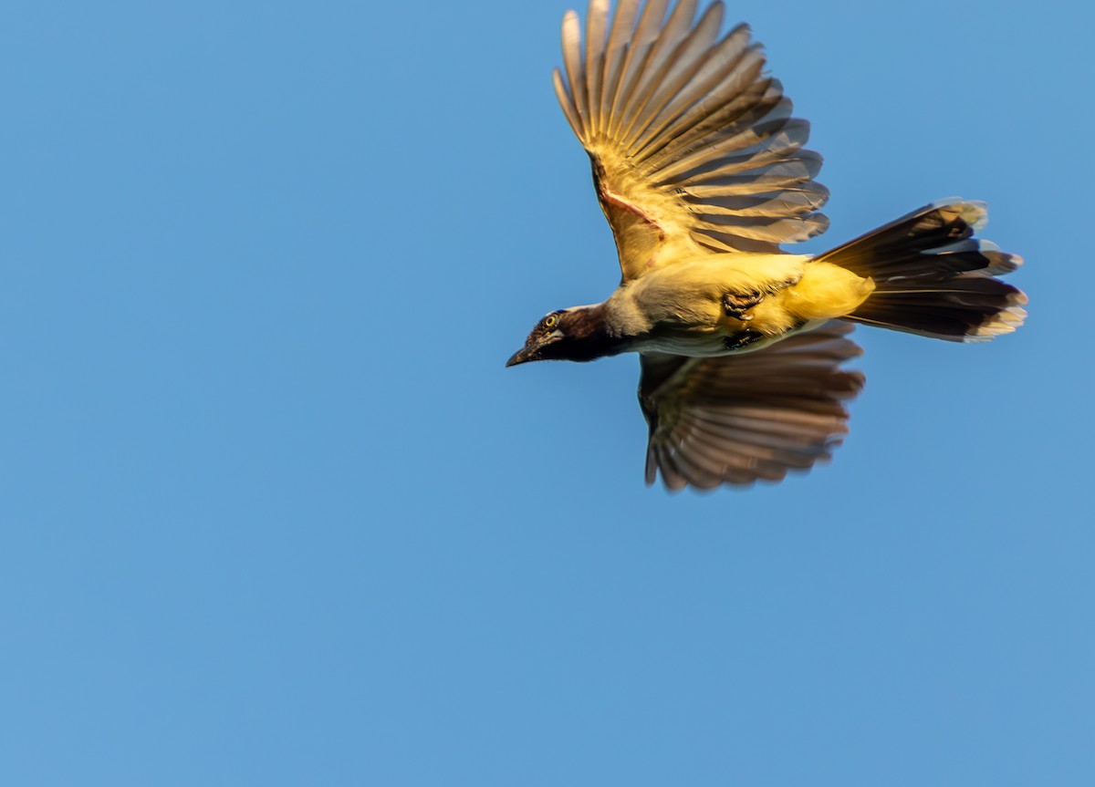 Azure-naped Jay - ML635818999