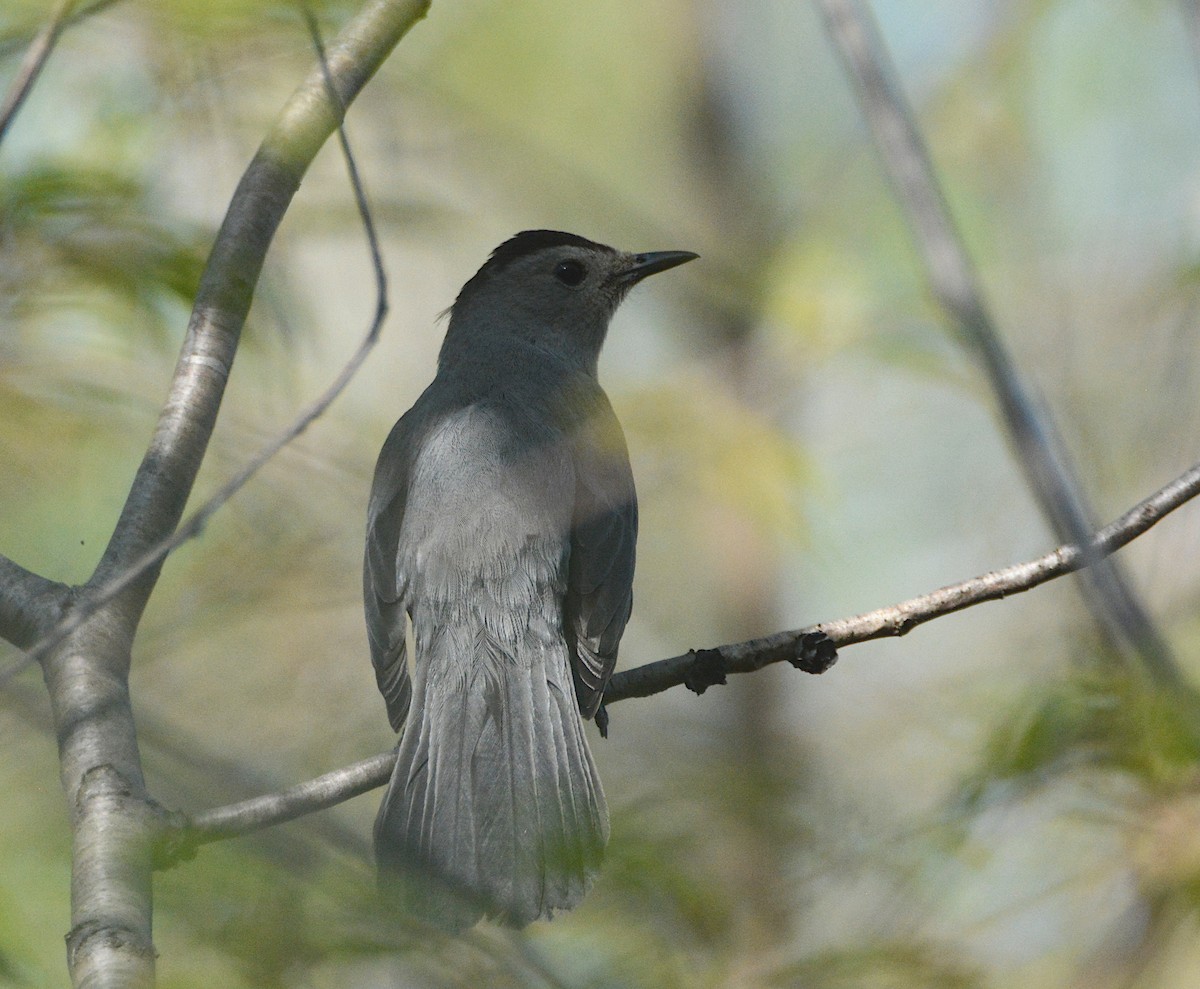 Gray Catbird - ML635819000