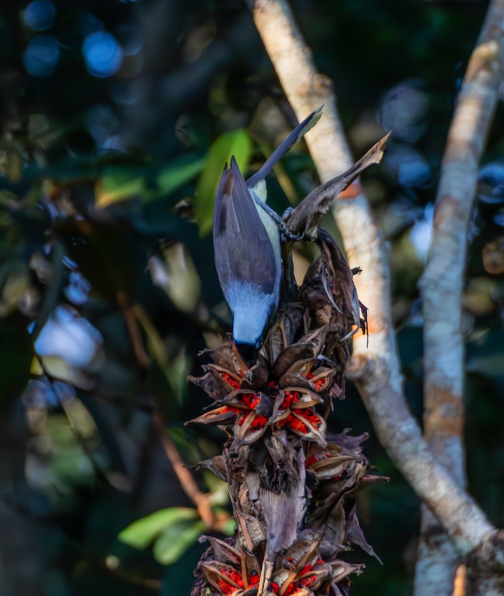 Azure-naped Jay - ML635819001