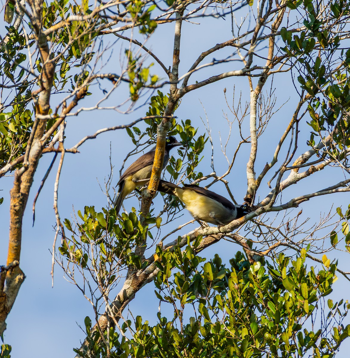 Azure-naped Jay - ML635819002