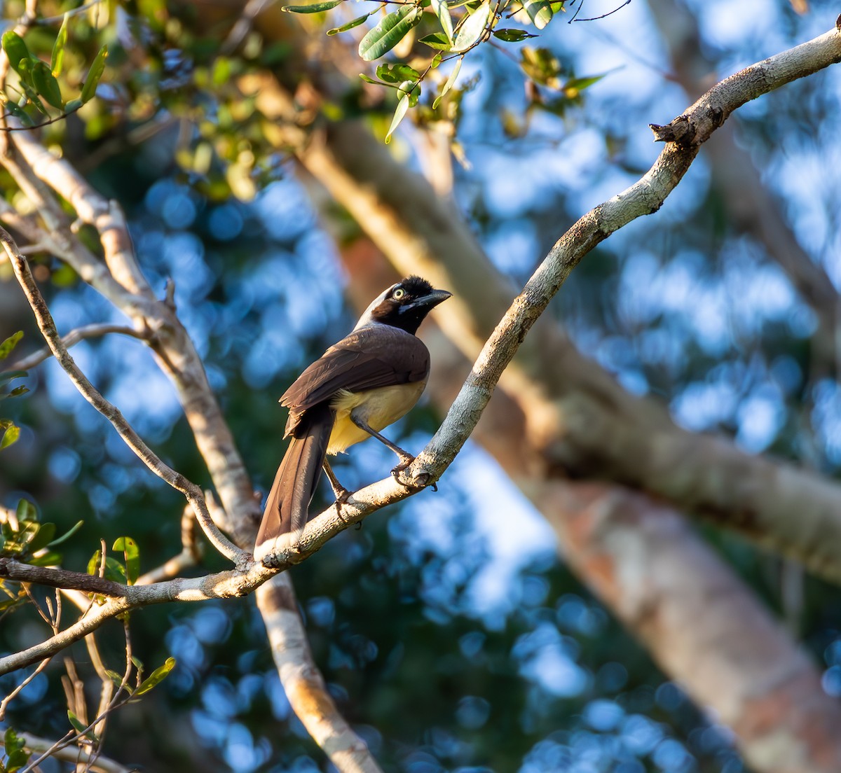 Azure-naped Jay - ML635819003
