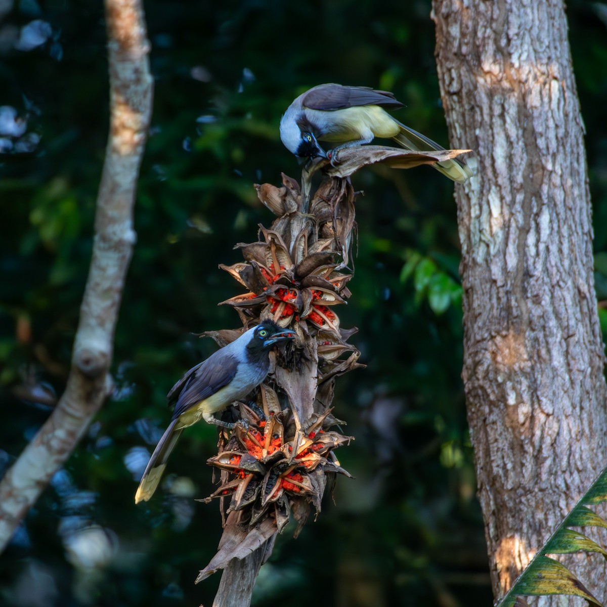 Azure-naped Jay - ML635819004