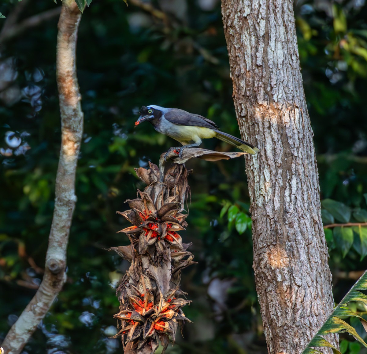 Azure-naped Jay - ML635819005