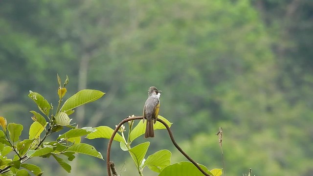 Ashy Bulbul - ML635819059