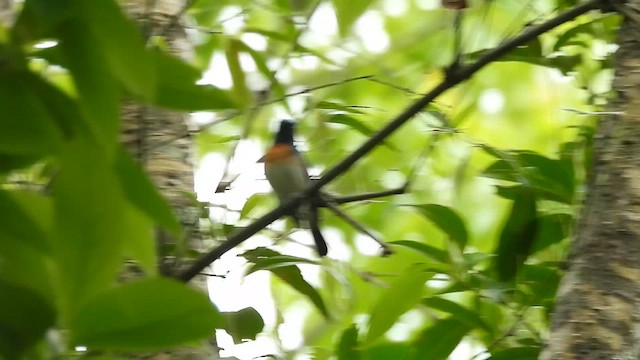 Blue-throated Flycatcher - ML635819093
