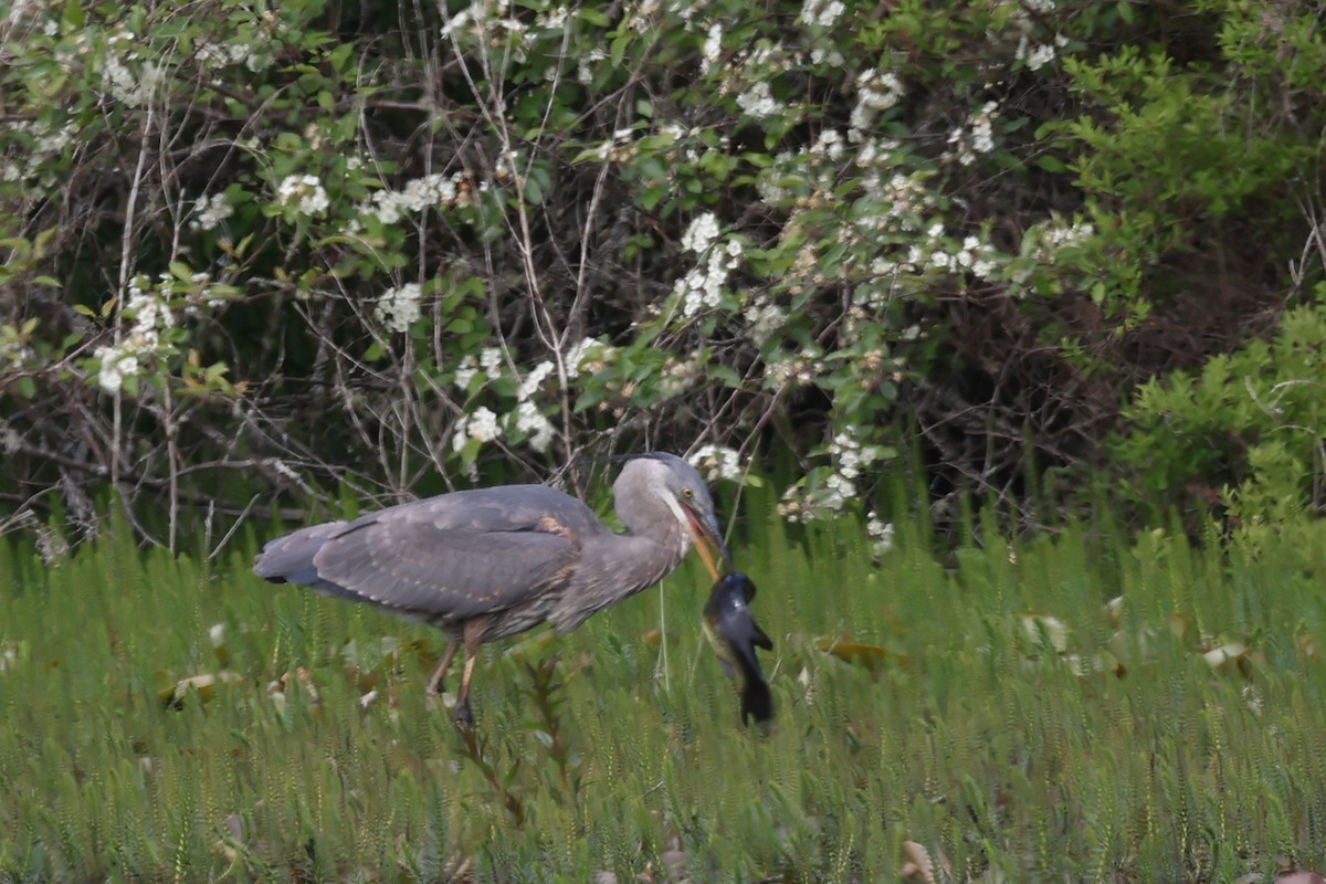 Great Blue Heron - ML635819136