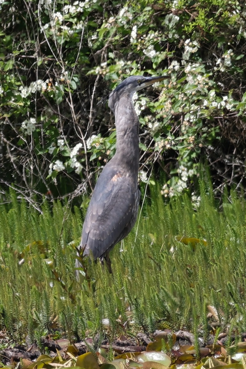 Great Blue Heron - ML635819137
