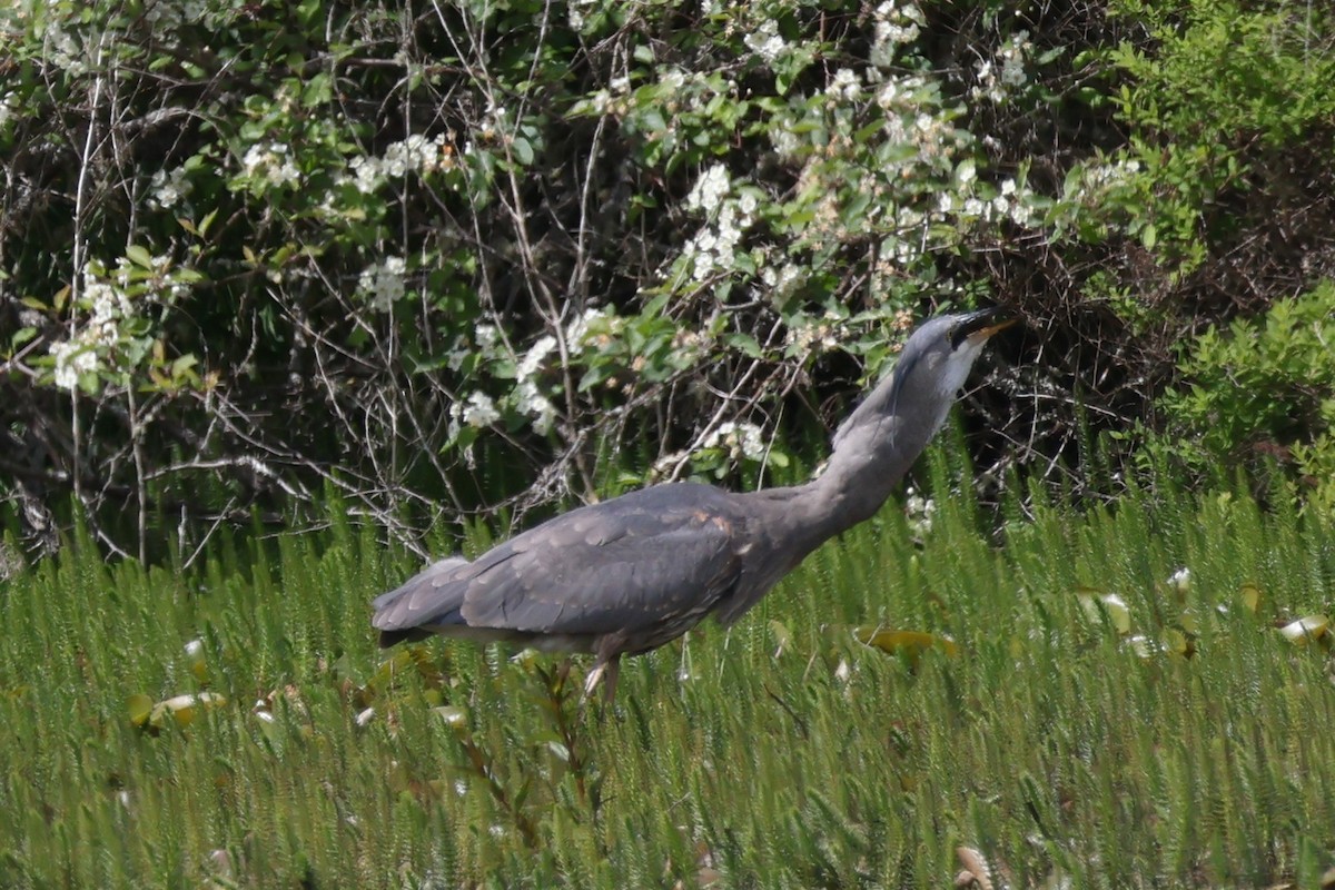 Great Blue Heron - ML635819138