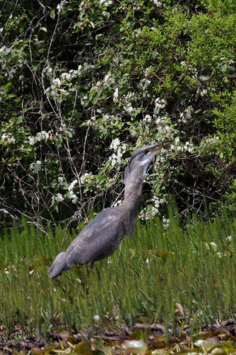 Great Blue Heron - ML635819139