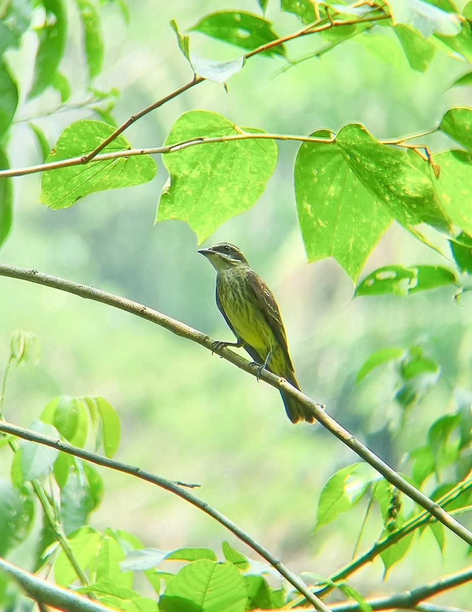 Piratic Flycatcher - ML635819158
