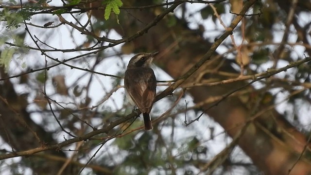 Common Woodshrike - ML635819175