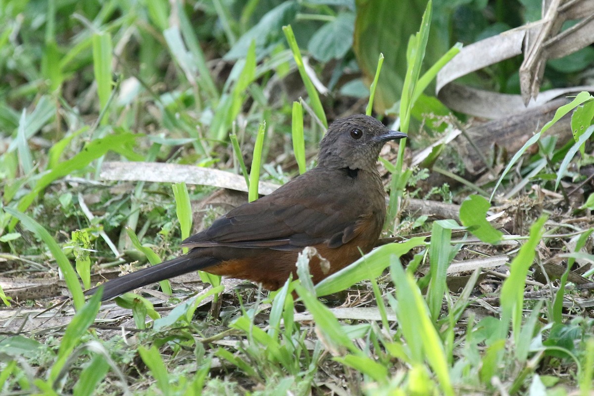 White-tailed Ant-Thrush - ML635819205