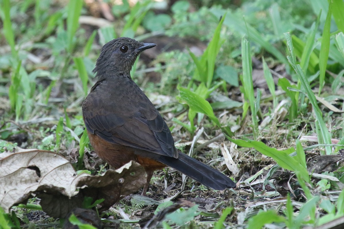 White-tailed Ant-Thrush - ML635819206