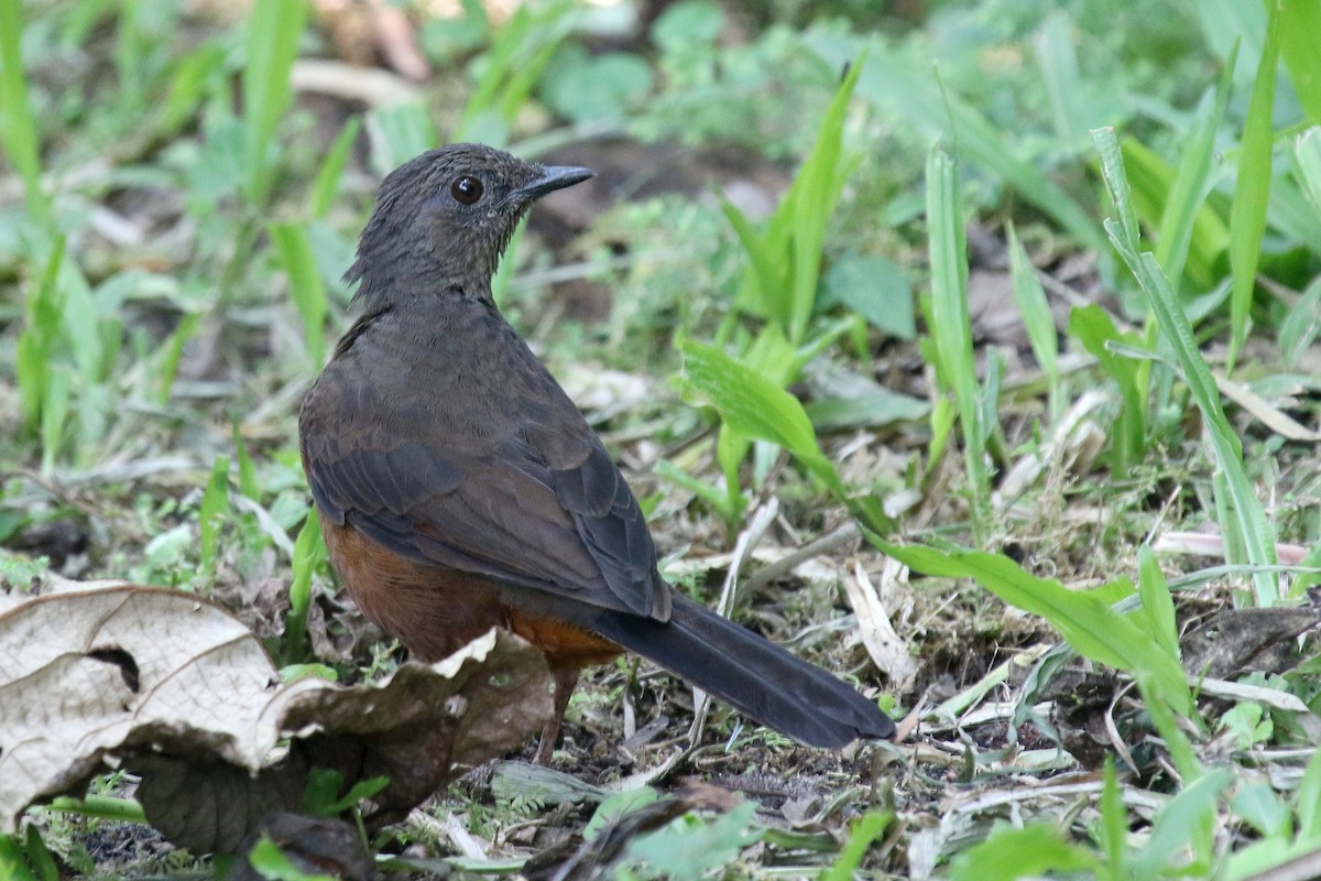 White-tailed Ant-Thrush - ML635819207
