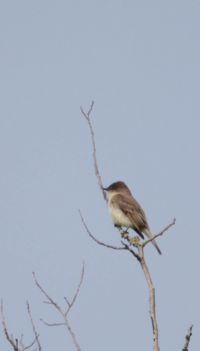 Eastern Phoebe - ML635819209