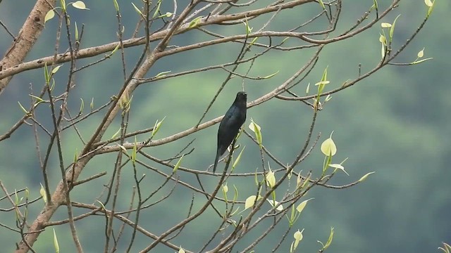 Square-tailed Drongo-Cuckoo - ML635819229