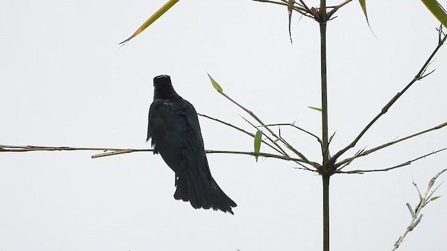 Square-tailed Drongo-Cuckoo - ML635819238