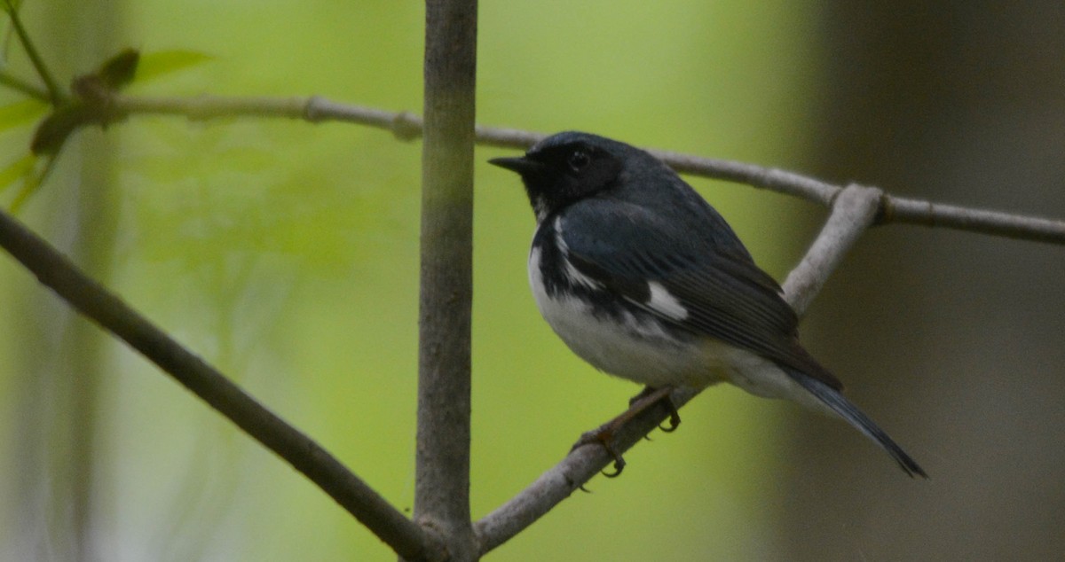 Black-throated Blue Warbler - ML635819241