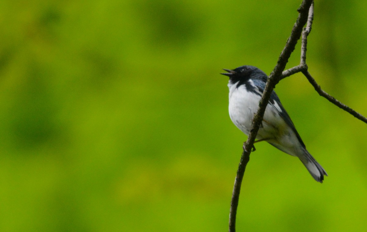 Black-throated Blue Warbler - ML635819260