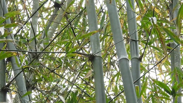 Yellow-bellied Warbler - ML635819287