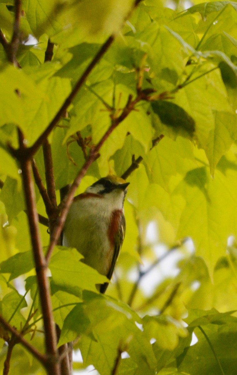 Chestnut-sided Warbler - ML635819299