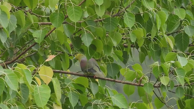 Wedge-tailed Green-Pigeon - ML635819301