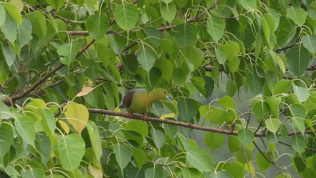 Wedge-tailed Green-Pigeon - ML635819302